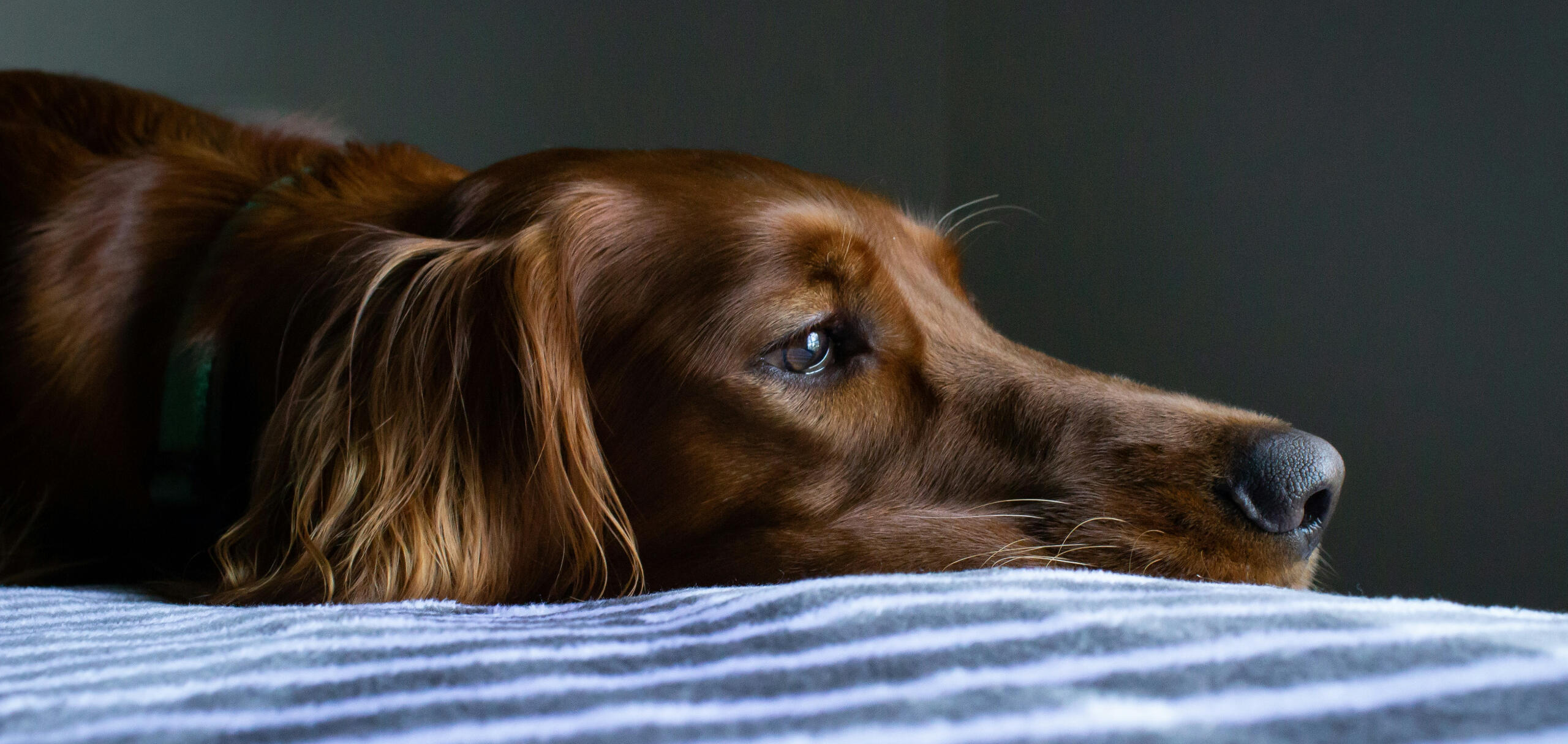 Red Setter lying on a bed